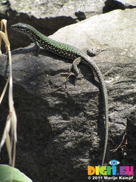 SX19641 Green lizard on rocks at Corniglia, Cinque Terre, Italy